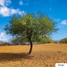 Can Planting a Tree in Rajasthan Change Your Spirit?