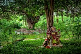 7 Ways Planting a Tree in Rajasthan Connects You Spiritually