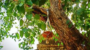 7 Desert Secrets: Plant a Legacy in Rajasthan